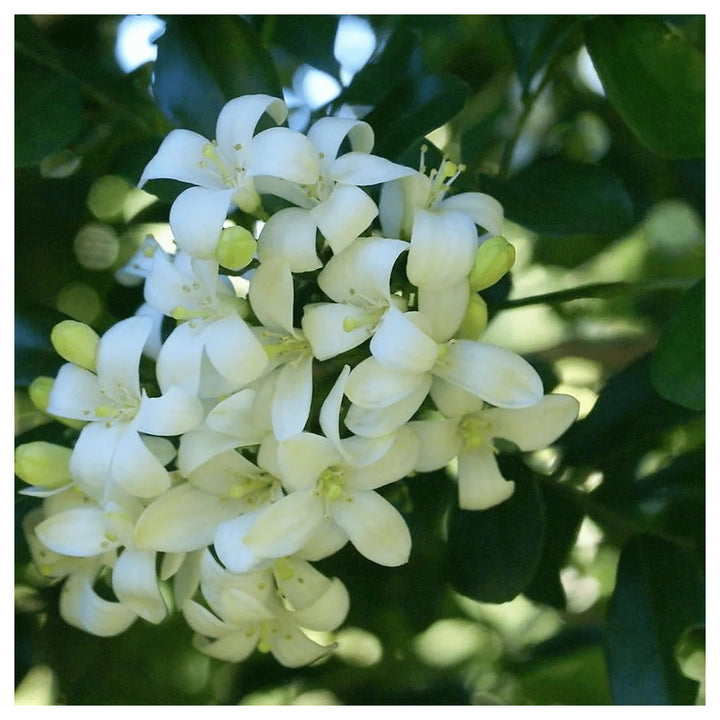 White Murraya Paniculata Seeds – Heirloom, Non-GMO Flower Seeds for Planting Fragrant Blooms | Neera Seeds product photo [neera-v4-5436d51918d0ae4d5f6d]