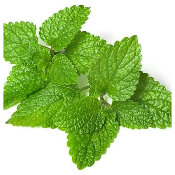 Lemon Balm Plant Seeds – Fragrant Herb, Heirloom, High Germination, Non-GMO Organic Garden Seeds for Planting | Neera Seeds product photo [neera-v4-543e15505412f2fcaafe]