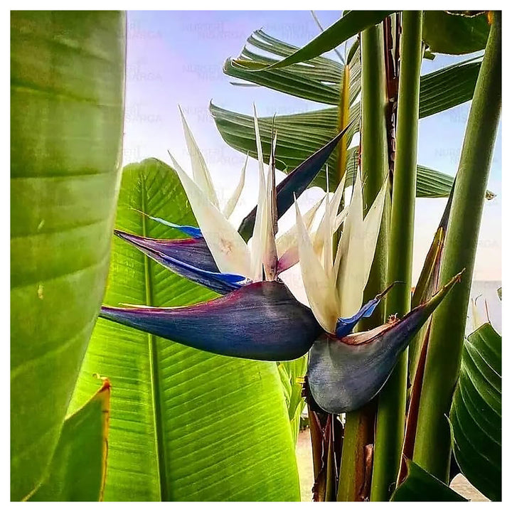 White Bird of Paradise Flower Seeds – Heirloom Non-GMO Tropical Garden Seeds for Exotic Appeal | Neera Seeds product photo [neera-v4-543ef55dedc6da7c8ae8]