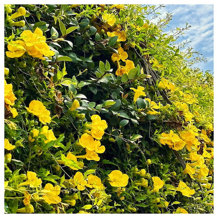 Heirloom Non-GMO Dolichandra Flower Seeds for Planting – Fast-Growing Climbing Ornamental Blooms | Neera Seeds product photo [neera-v4-5444c18e1a01b867a8a3]