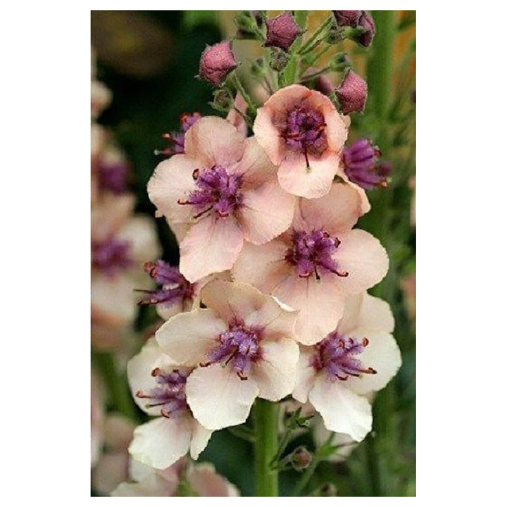 Antique Rose Verbascum Plant Seeds for Planting Non-GMO Heirloom Garden Seeds for Growing | Neera Seeds product photo [neera-v4-545759f01138a5a5956b]