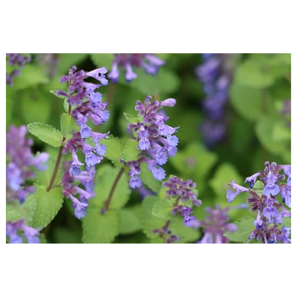 Lavender Catnip Plant Seeds for Planting – Heirloom, Non-GMO, High Germination Organic Garden Seeds | Neera Seeds product photo [neera-v4-5461b3f7faa85bc3912e]