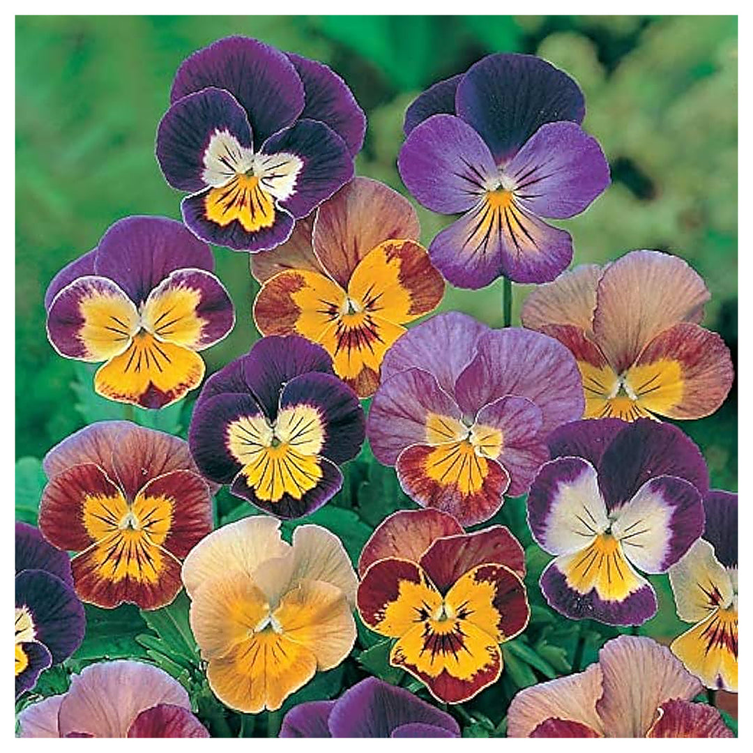 Heirloom Non-GMO Mixed Viola Sorbet Flower Seeds for Planting – Colorful Blooming Flower Seeds | Neera Seeds product photo [neera-v4-54638027bef680cca152]
