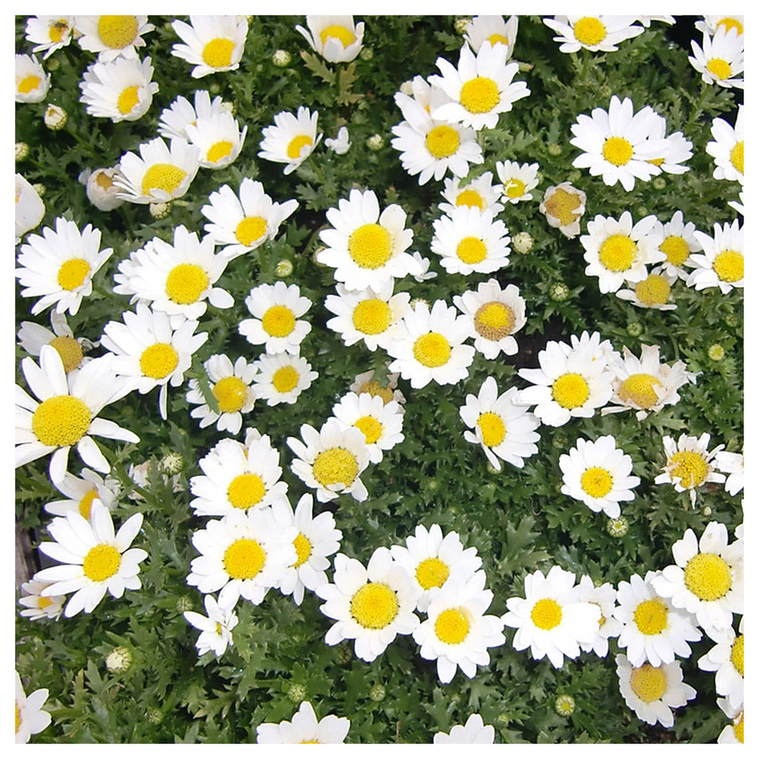White Paludosum Flower Seeds for Planting – Heirloom, Non-GMO, High Germination Organic Garden Seeds | Neera Seeds product photo [neera-v4-546bdca1f00cbbbff32d]