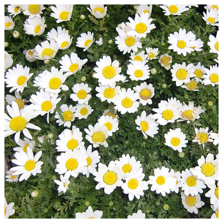 White Paludosum Flower Seeds for Planting – Heirloom, Non-GMO, High Germination Organic Garden Seeds | Neera Seeds product photo [neera-v4-546bdca1f00cbbbff32d]