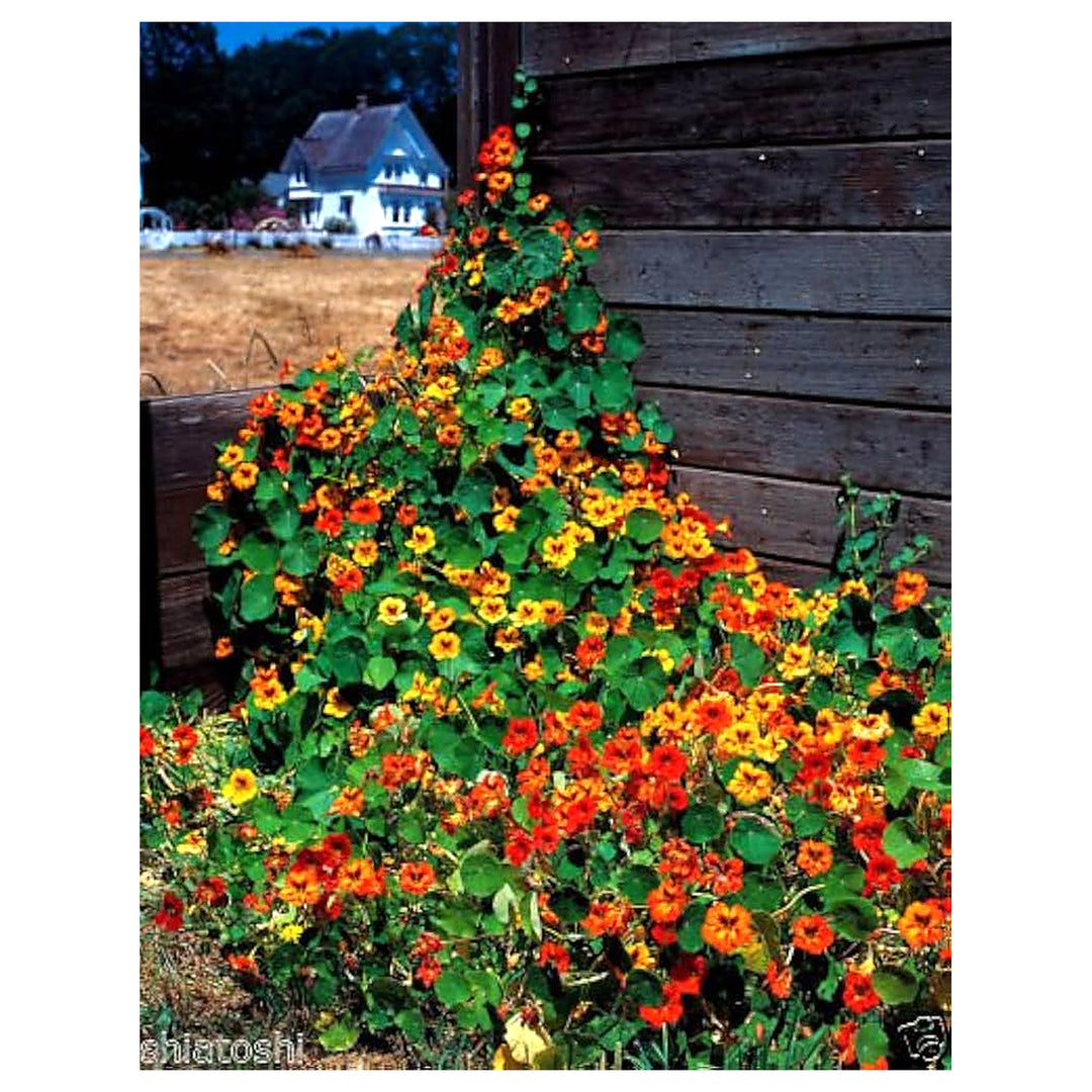 Nasturtium Altered Super Mixed Winter Balcony Gardens Flower Seeds Home Garden Planting, | Neera Seeds product photo [neera-v4-546cae4f928721d99c12]