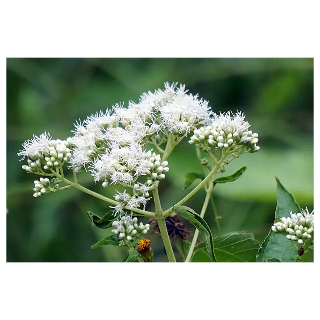 White Boneset Eupatorium Perfoliatum Tall Thoroughwort Flower For Planting Native Perennial For | Neera Seeds product photo [neera-v4-54890b71d6ff49bf280c]