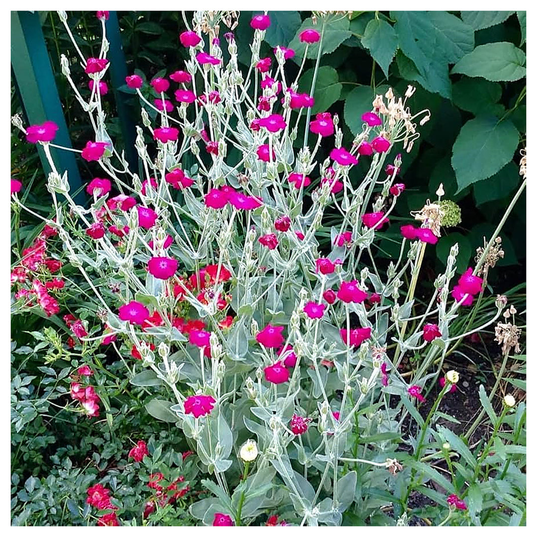 Campion Lychnis Coronaria Rose Flower For Planting Silvery Foliage Bright Blooms For Garden | Neera Seeds product photo [neera-v4-54a21f033d0fccad0343]