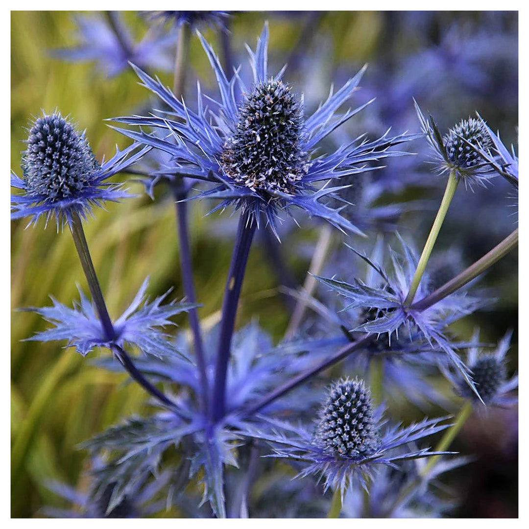 Heirloom Non-GMO Blue Eryngium Planum Flower Seeds – Unique Spiky Blooms for Garden Planting | Neera Seeds product photo [neera-v4-54afed851fa3e7376e17]