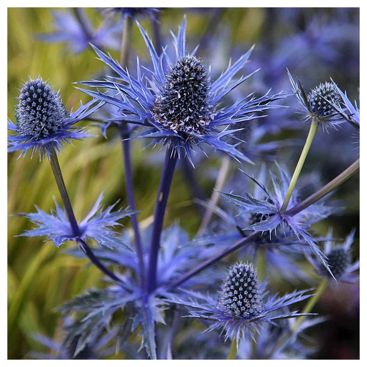 Heirloom Non-GMO Blue Eryngium Planum Flower Seeds – Unique Spiky Blooms for Garden Planting | Neera Seeds product photo [neera-v4-54afed851fa3e7376e17]