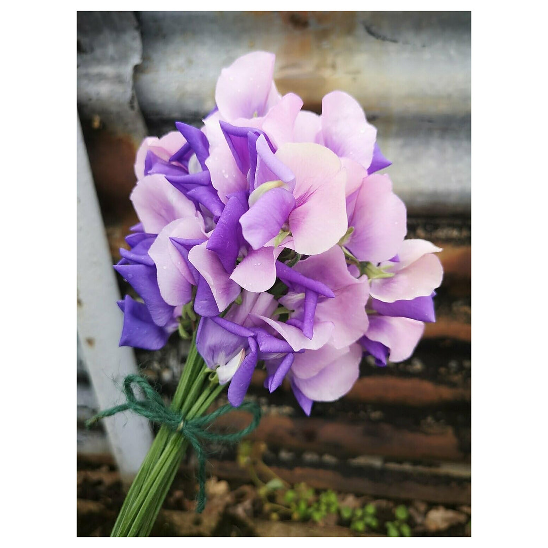 Pink Blue Sweet Pea Flower Seeds – Heirloom, Non-GMO, Fragrant Climbing Garden Seeds for Planting | Neera Seeds product photo [neera-v4-54c8daf898777f7591be]