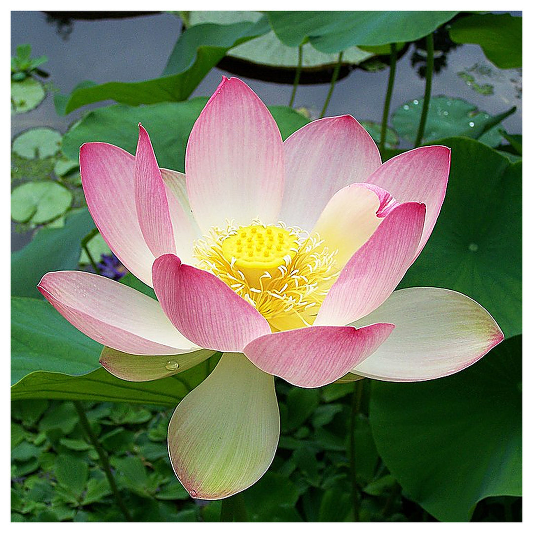 Pink Sacred Lotus Seeds (Nelumbo Nucifera) for Planting – Heirloom & Non-GMO Aquatic Flower Seeds | Neera Seeds product photo [neera-v4-54cb836f1a8e0939ba93]