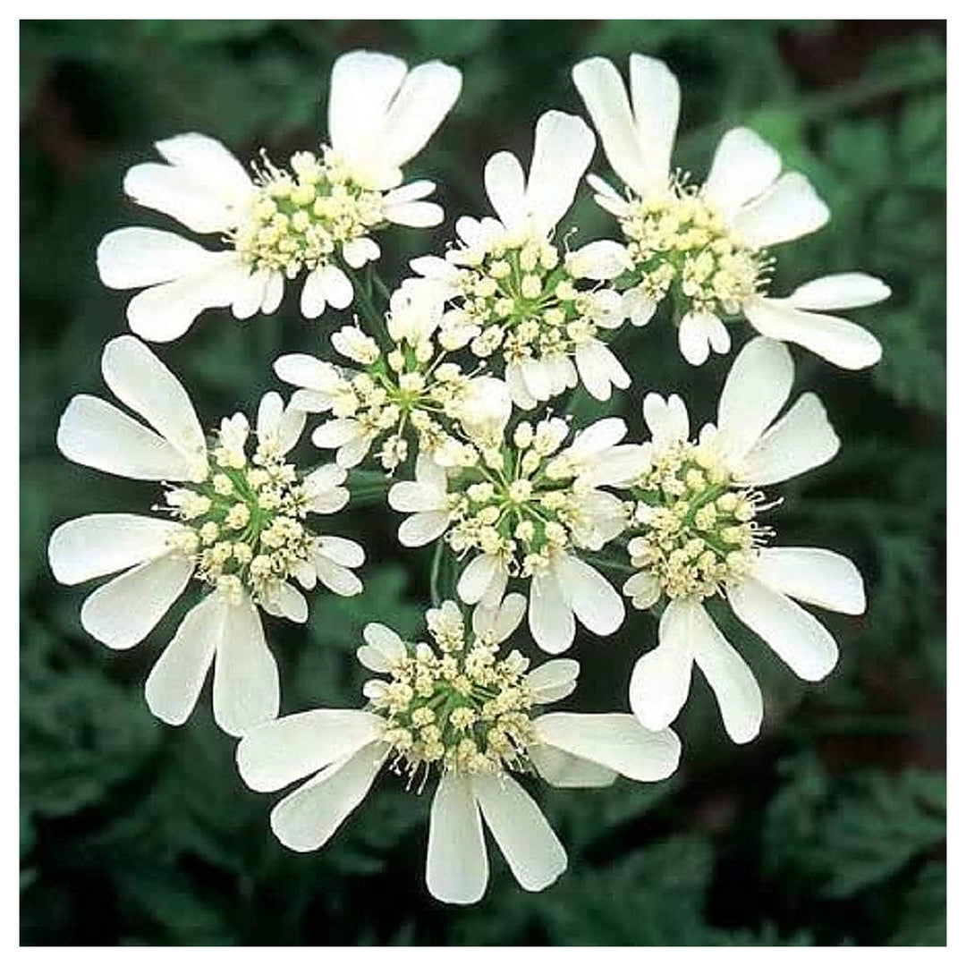 Organic White Orlaya Flower Seeds for Planting – Heirloom, Non-GMO | Neera Seeds product photo [neera-v4-54d06e80968dc6d46661]