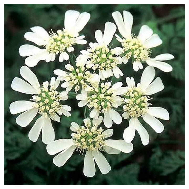 Organic White Orlaya Flower Seeds for Planting – Heirloom, Non-GMO | Neera Seeds product photo [neera-v4-54d06e80968dc6d46661]