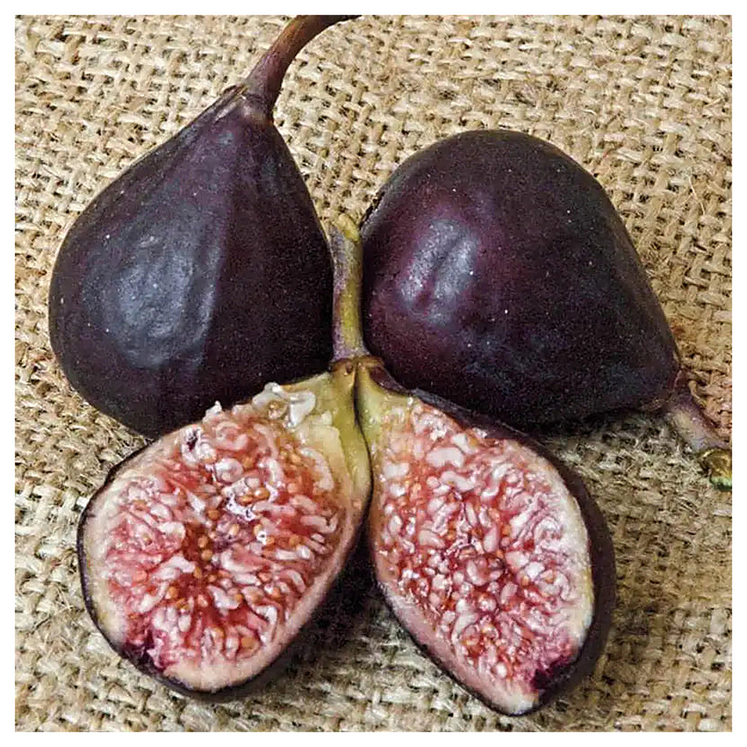 Violette de Bordeaux Fig Fruit Seeds for Planting – Ideal for Warm Climates, Heirloom & Non-GMO Seeds for Home Gard | Neera Seeds product photo [neera-v4-54d38f412795d54d8a8d]