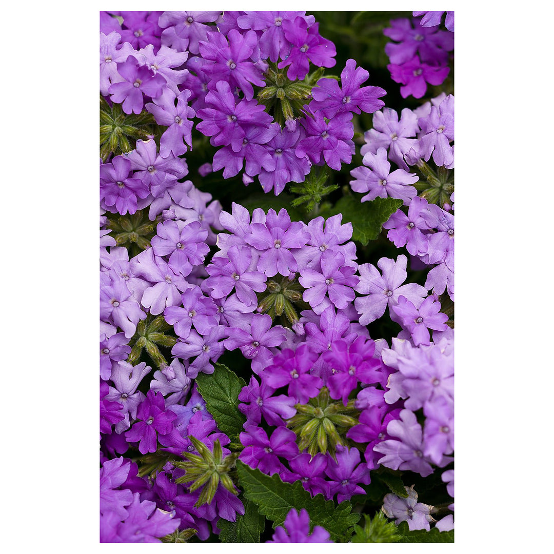 Verbena Butterfly Mixed Planting Terrace Garden Flower Bed Flower Seeds Home Garden | Neera Seeds product photo [neera-v4-54dd8574dcbde2447ea9]