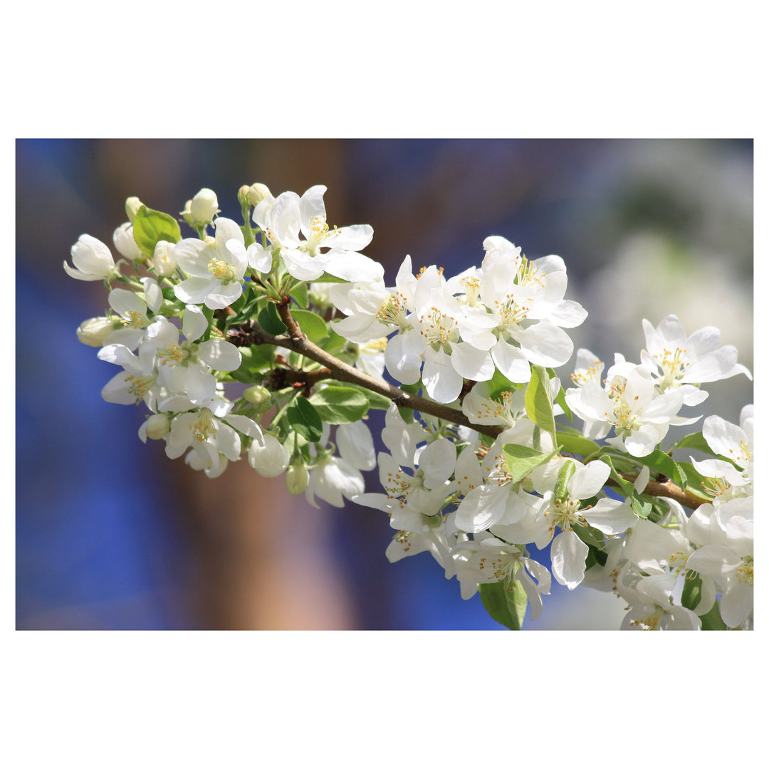 Crabapple White Flower Seeds for Planting – Organic, Heirloom, Non-GMO Seeds | Neera Seeds product photo [neera-v4-54e3233cb97bb36e2812]