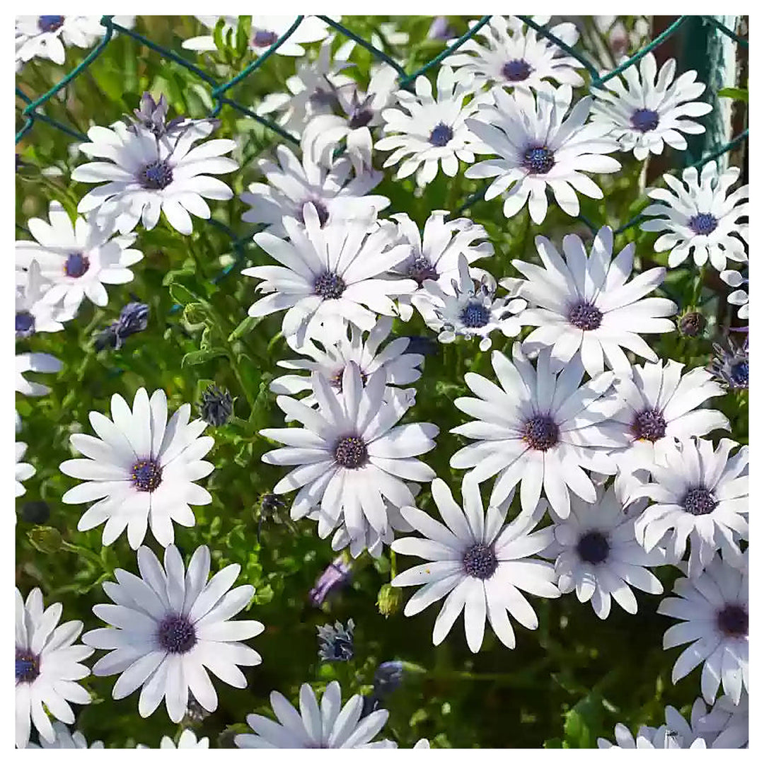 Heirloom Non-GMO Eyed Flower Seeds for Planting – Unique Ornamental Garden Blooms | High Germination | Neera Seeds product photo [neera-v4-54faf3ebf0c72da3d8e1]