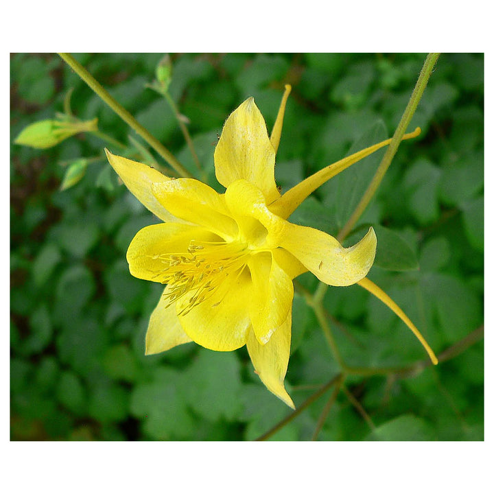 Heirloom Non-GMO Golden Columbine Flower Seeds for Planting – Bright Perennial Blooms for Shade Gardens | Neera Seeds product photo [neera-v4-55059c05c204c52b830b]