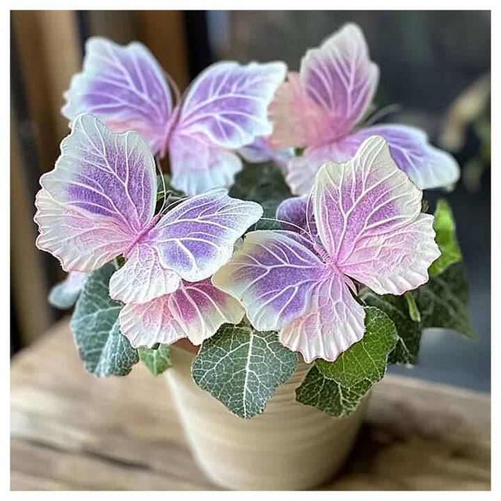Pink Moonlight Butterfly Begonia Flower Seeds Heirloom Non-GMO High Germination Seeds | Neera Seeds product photo [neera-v4-551ab63b5de5747c50b0]