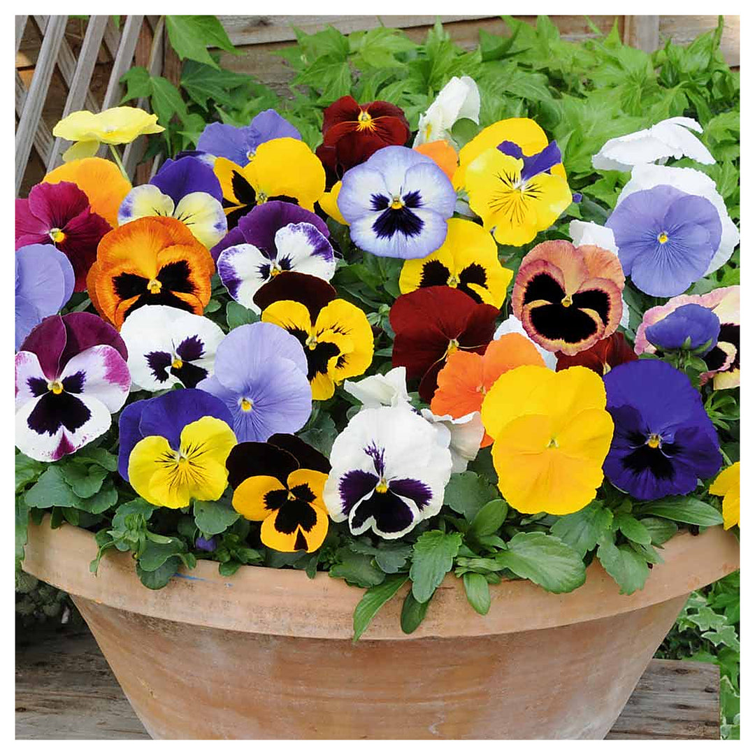 Heirloom Non-GMO Mixed Viola Sorbet Flower Seeds for Planting – Colorful Blooming Flower Seeds | Neera Seeds product photo [neera-v4-552f680e2acb244e363f]
