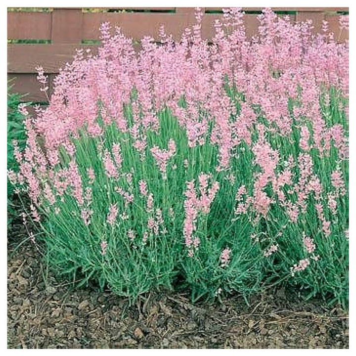Pink Lavender Heirloom Non Gmo Rosea Fragrant And Colorful Garden Blooms Flower Seeds Home | Neera Seeds product photo [neera-v4-5539d61acbf104001c8c]