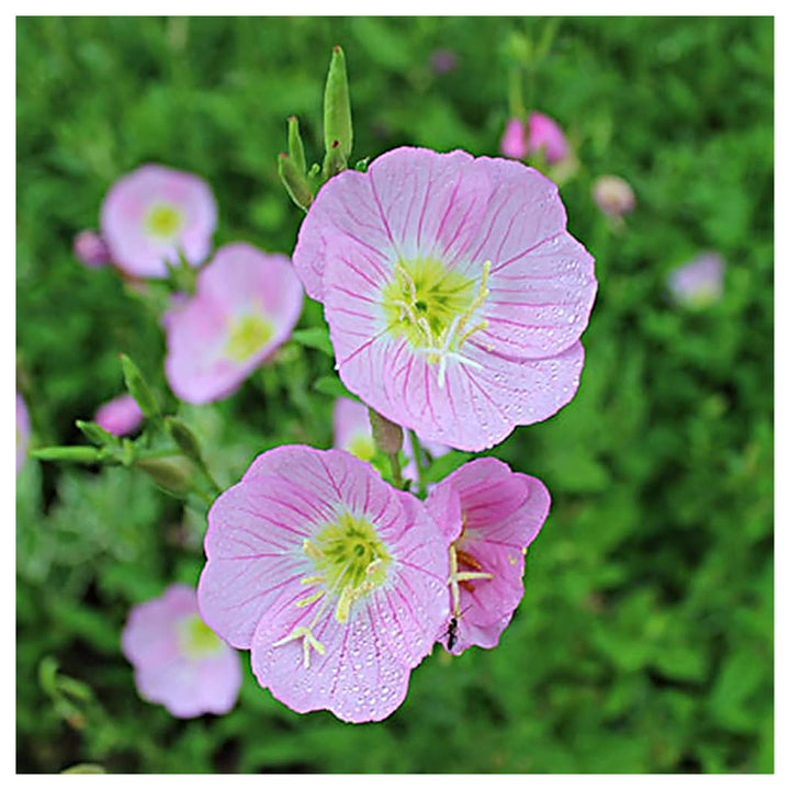 Light Pink Primrose Flower Seeds – Heirloom Non-GMO Evening Blooms for Garden Ground Cover | Neera Seeds product photo [neera-v4-5542fe83446fa7b4df14]