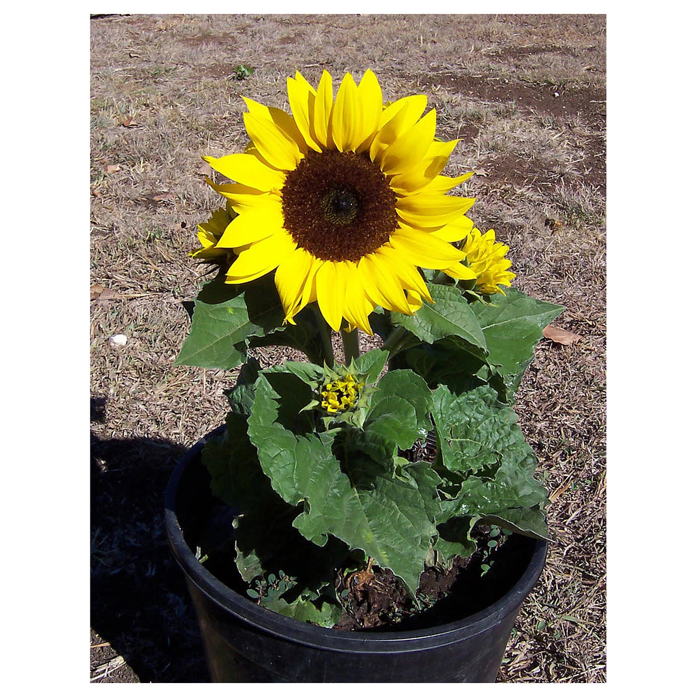 Heirloom Non-GMO Mini Sunflower Seeds for Planting – Dwarf Bright Blooms for Pots & Gardens | Neera Seeds product photo [neera-v4-5545ad43cc49484eb35c]