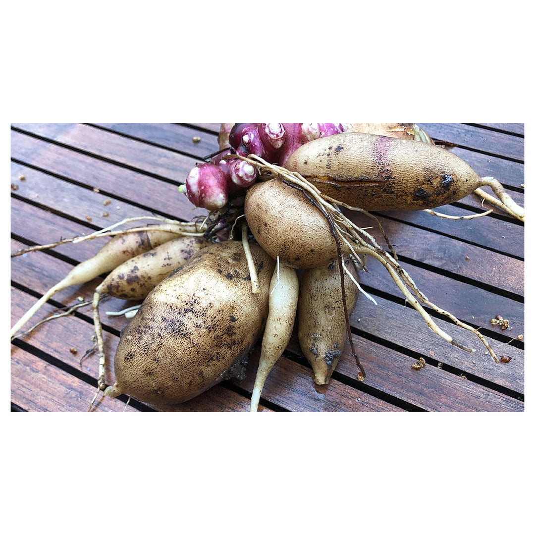 Ground Apple Plant Seeds for Planting – Natural Fruit Cultivation, Heirloom & Non-GMO, High Germination Seeds | Neera Seeds product photo [neera-v4-555ab7cc46ba23ef91f8]