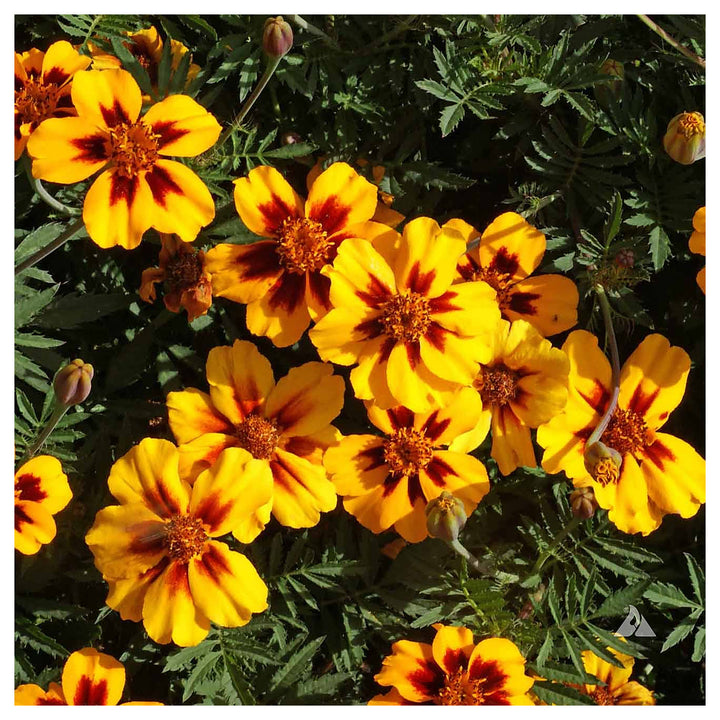 Heirloom Non-GMO Marigold Marietta Flower Seeds for Garden Planting – Bright Yellow-Red Blooms | Neera Seeds product photo [neera-v4-556bc10ef3d0fb75bd9c]