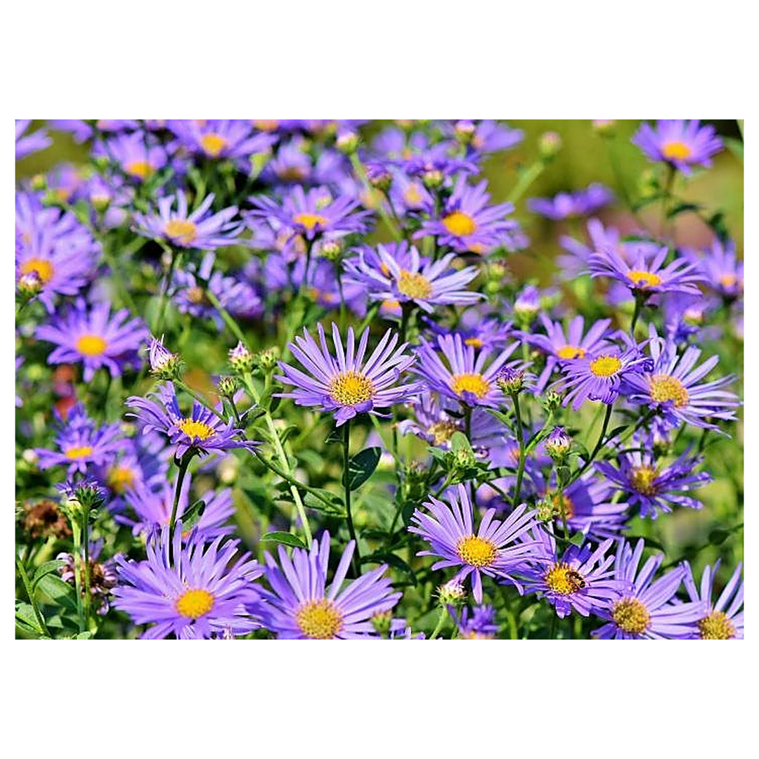 Elliott's Aster Flower Seeds – Heirloom, Non-GMO, High Germination Organic Garden Seeds for Planting | Neera Seeds product photo [neera-v4-556c90b51f82262c3c39]