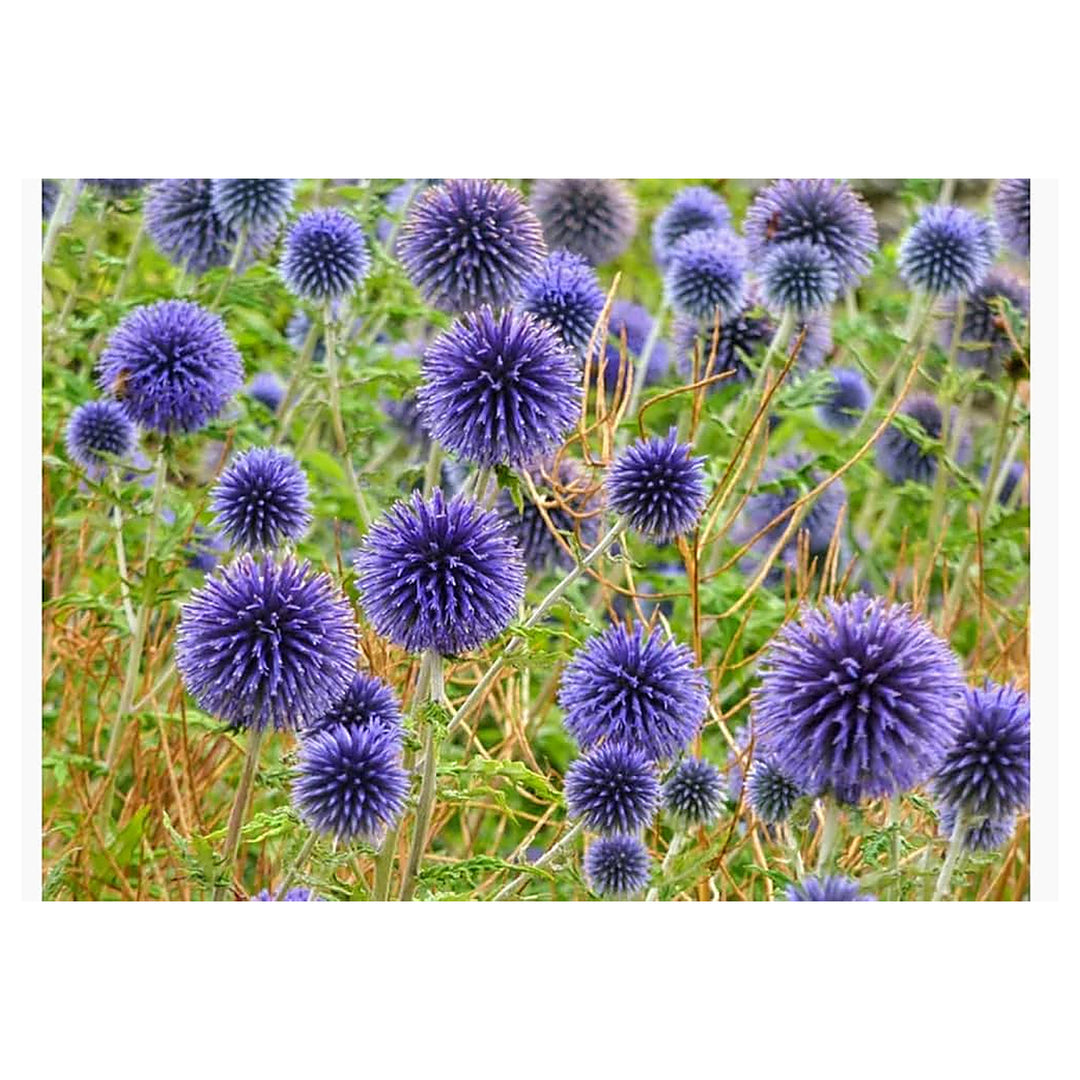 Echinops Ritro Flower Seeds for Planting | Heirloom, Non-GMO, High Germination Organic Garden Seeds for Drought-Tol | Neera Seeds product photo [neera-v4-558440200583d4d054bf]