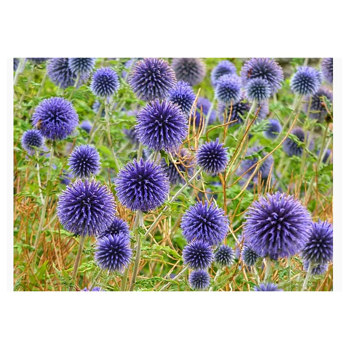 Echinops Ritro Flower Seeds for Planting | Heirloom, Non-GMO, High Germination Organic Garden Seeds for Drought-Tol | Neera Seeds product photo [neera-v4-558440200583d4d054bf]