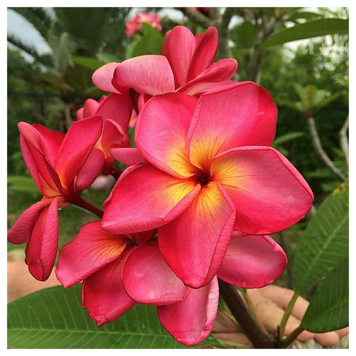 Pink White Frangipani Flower Seeds – Heirloom Non-GMO Plumeria Seeds for Exotic Garden Planting | Neera Seeds product photo [neera-v4-55868ae9966514977437]