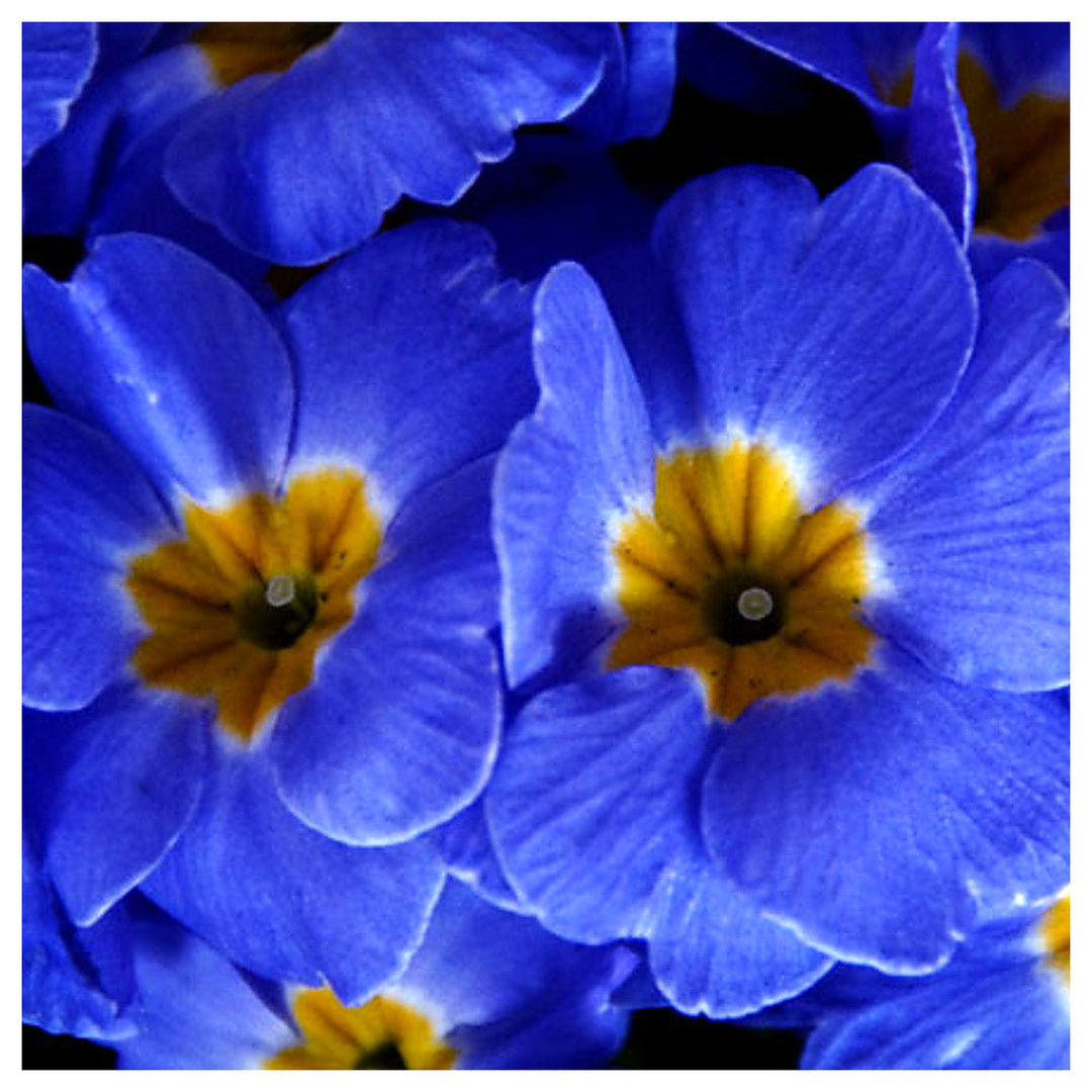 Blue Primrose Flower Seeds for Planting – Heirloom, Non-GMO, High Germination Garden Seeds 50 pcs | Neera Seeds product photo [neera-v4-55a13a043c7921f3b010]