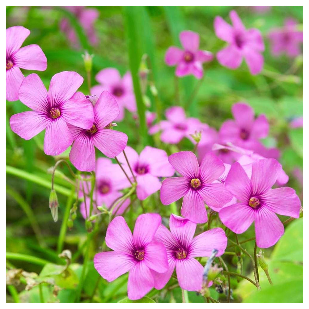 Pink Oxalis Laciniata Flower Seeds – Heirloom Non-GMO Seeds for Planting – Unique Organic Garden Blooms | Neera Seeds product photo [neera-v4-55b4b38e236f22932d16]