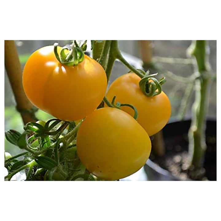 Tomato Vegetable Seeds for Planting – Bright Yellow Hybrid Variety – Heirloom, Non-GMO, High Germination | Neera Seeds product photo [neera-v4-55bfd86465b33ab65f44]