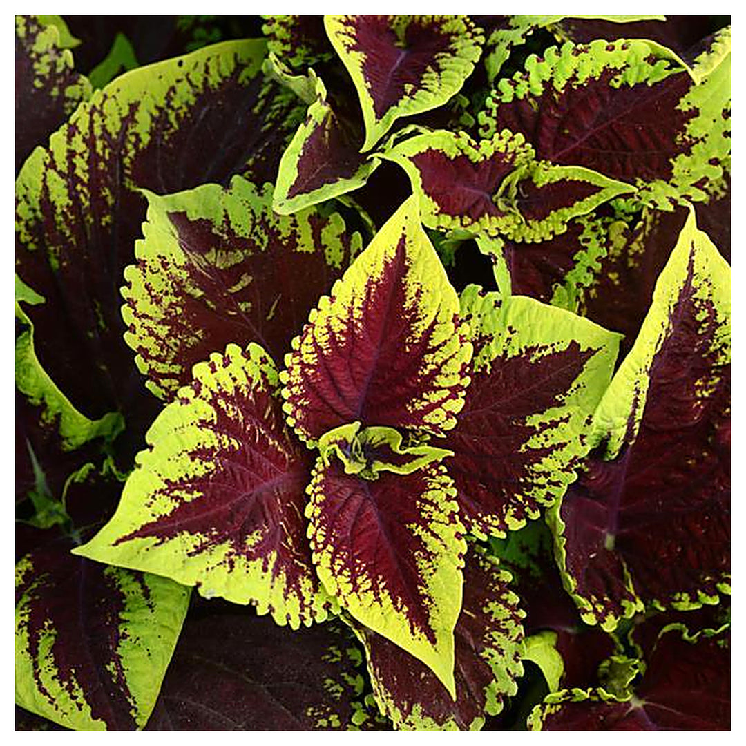 Heirloom Coleus kong scarlet Flower Seeds for Planting -  Beautiful Blooms, Heirloom seeds | Neera Seeds product photo [neera-v4-55c470e9db887a16fd77]