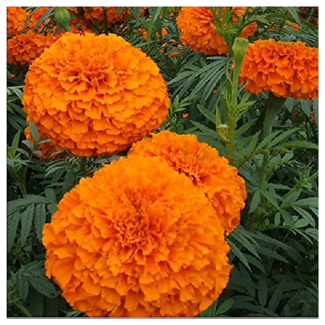 House Garden African Marigold Crackerjack Mixed Colors Tagetes Erecta Garden Flower Beds Flower | Neera Seeds product photo [neera-v4-55c6aba9cbf285057edf]