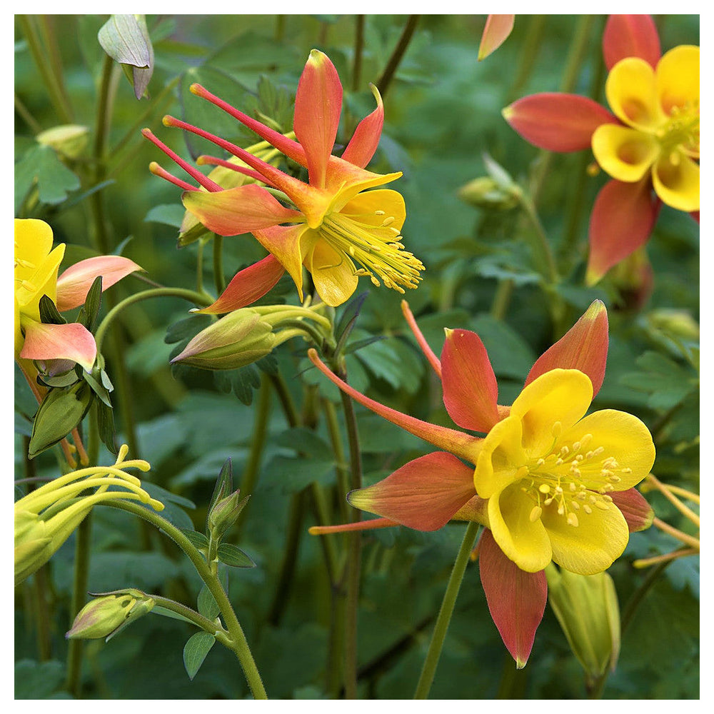 Orange Columbine Flower Seeds for Planting – Heirloom, Non-GMO, High Germination Organic Garden Seeds | Neera Seeds product photo [neera-v4-55d091c69aff8ccb1cf6]