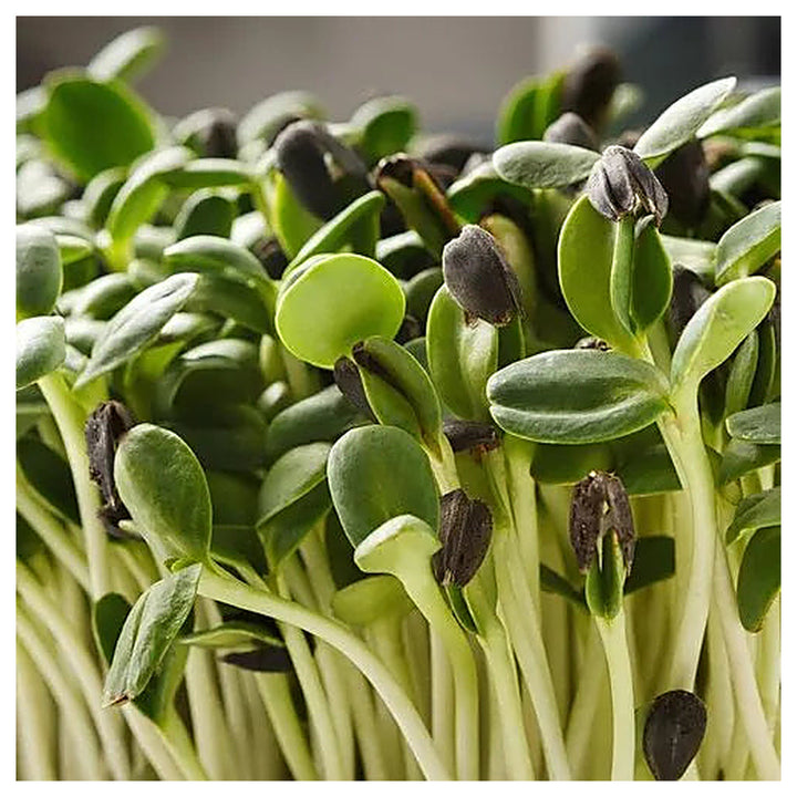 Sunflower Microgreens Seeds – Fast-Growing Heirloom Non-GMO Seeds for Planting | Nutrient-Rich Organic Garden Seeds | Neera Seeds product photo [neera-v4-55e817d05354a89804f5]
