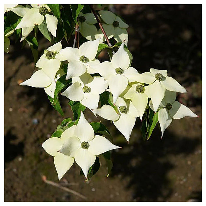 White Dogwood Flower Seeds – Heirloom, Non-GMO, High Germination Organic Garden Seeds for Planting | Neera Seeds product photo [neera-v4-55e84a6151502a9988b6]