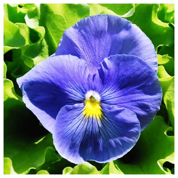 Fresh Blue Pansy Flower Seeds for Planting – Organic, Heirloom, Non-GMO, High Germination Garden Seeds for Vibrant  | Neera Seeds product photo [neera-v4-55fd3223ffe6f840f42f]