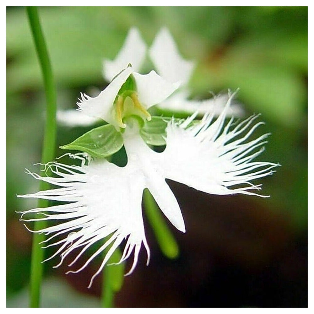 Organic White Egret Flower Seeds for Planting – Heirloom, Non-GMO | Neera Seeds product photo [neera-v4-5601490253dff2c23248]