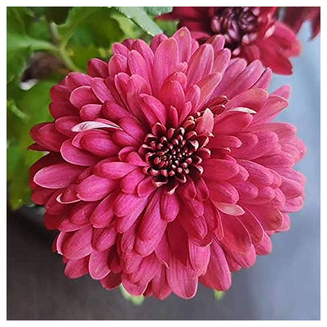 Burgundy Chrysanthemum Flower Seeds for Home Garden Planting, Landscape Organic Blooming Collection | Neera Seeds product photo [neera-v4-5611310923c904a74080]