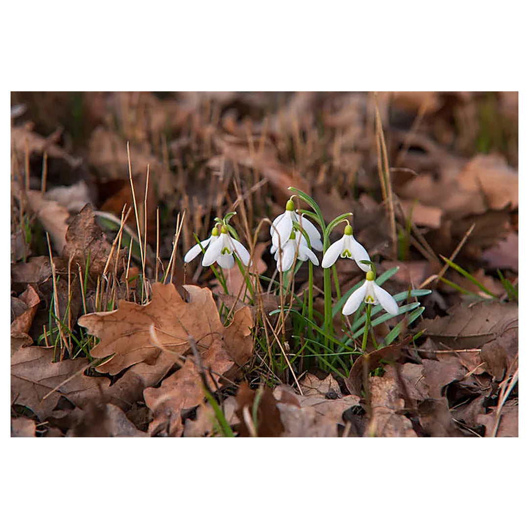 Heirloom Galanthus Flower Seeds, Non-GMO Snowdrop Blooms for Early Spring Garden Planting | Neera Seeds product photo [neera-v4-561c925cfcbd93fab2f7]
