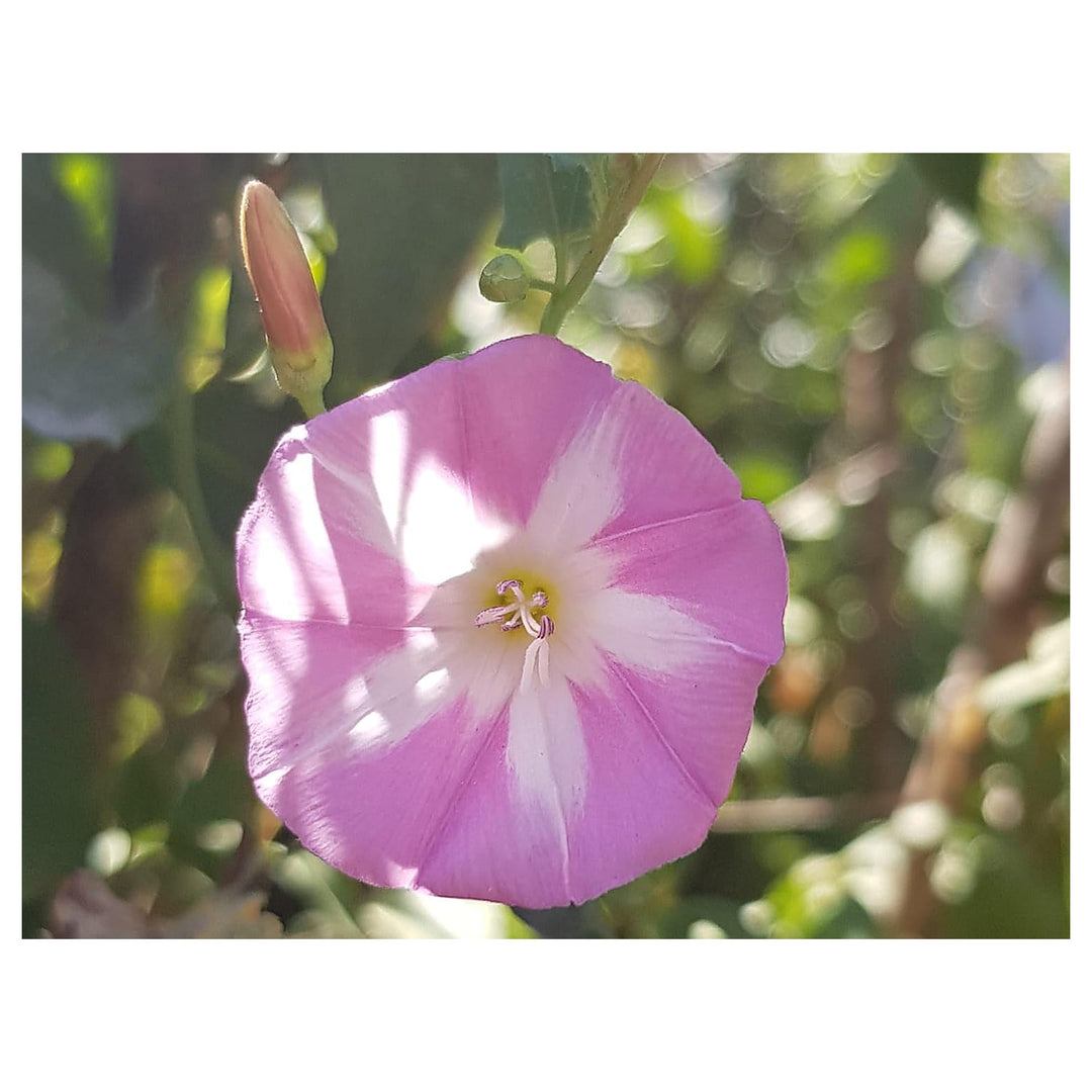 Ackerwinde Flower Seeds – Heirloom Non-GMO Morning Glory Seeds for Colorful Climbing Gardens | Neera Seeds product photo [neera-v4-562e9495bf7dacb8b323]