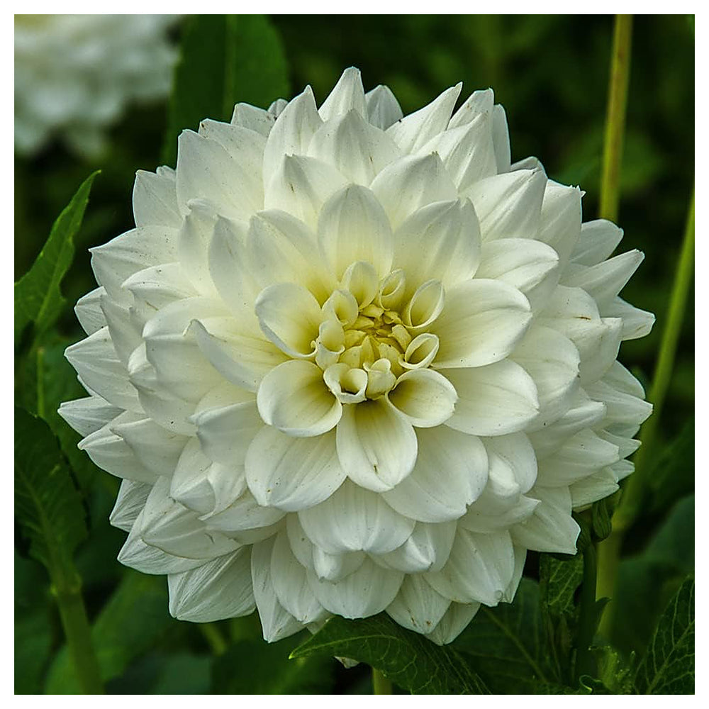 Heirloom Non-GMO White Swan Dahlia Flower Seeds for Planting – Elegant Summer Blooms | Neera Seeds product photo [neera-v4-563db59fe05d495a25ff]