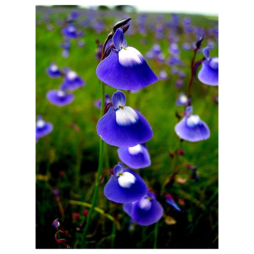 Blue Bladderwort Flower Seeds for Garden Planting – Non-GMO Heirloom Organic Garden Seeds, High Germination | Neera Seeds product photo [neera-v4-56492753fa8d245d4628]