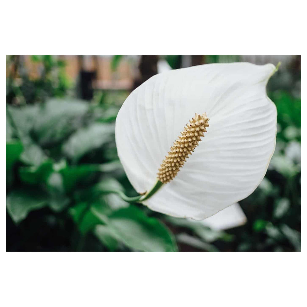 White Anthurium Flower Seeds for Planting – Heirloom, Non-GMO, High Germination Organic Garden Seeds | Neera Seeds product photo [neera-v4-5651bd6efe481db9d45b]